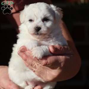 Gracie, Bichon Frise Puppy